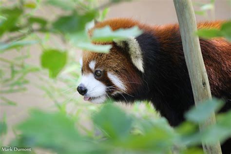 Columbus Zoo Red Panda Mark Dumont Flickr