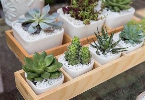 Cute Tiny Succulent Planters That You Will Instantly Fall In Love With Them