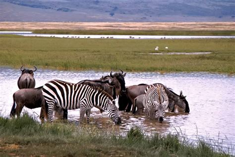 Serengeti Animals Wilde Tiere Kenia Tiere