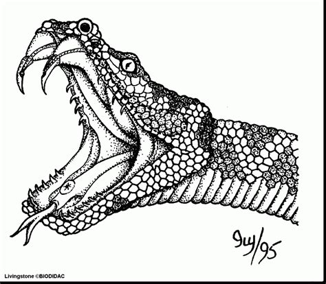 Please visit the official websites for more information! Realistic Snake Drawing at GetDrawings | Free download