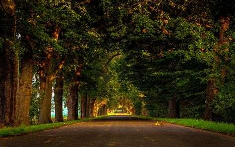 Tree Lined Road 4k Ultra Hd Wallpaper Background Image 4763x3000