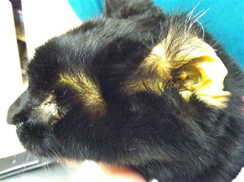 But that doesn't mean friends of felines should breathe a with careful observation of your whiskered buddy, you may be able to spot issues that wouldn't necessarily be recognized as symptoms of sickness by. Jaundice Cat in Liver Failure | ☤Ɣετ Γεϲհ☤ | Pinterest