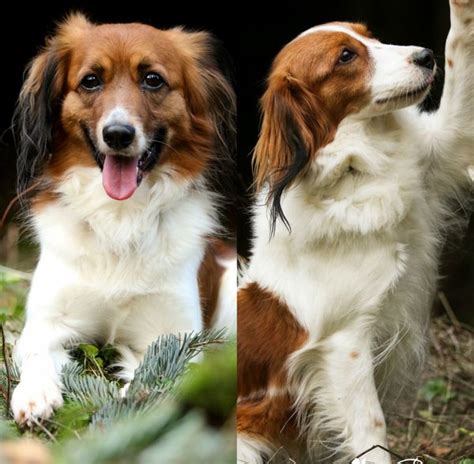 It is believed that the nederlandse kooikerhondje is the ancestor of the nova scotia duck tolling retriever and this breed was featured in works of art dating back to the 16th century. Kooikerhondje Welpen an liebevolle Menschen incl. 1 ...