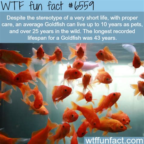 The Lifespan Of A Goldfish Wtf Fun Facts Wtf Fun Facts Fun Facts