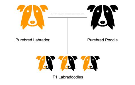 Hybrid Dog Breeds What Does F1 F2 F3 F1b And F2b Mean