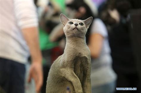 Sofisticat Feline Beauty Contest Held In Bucharest Romania Xinhua