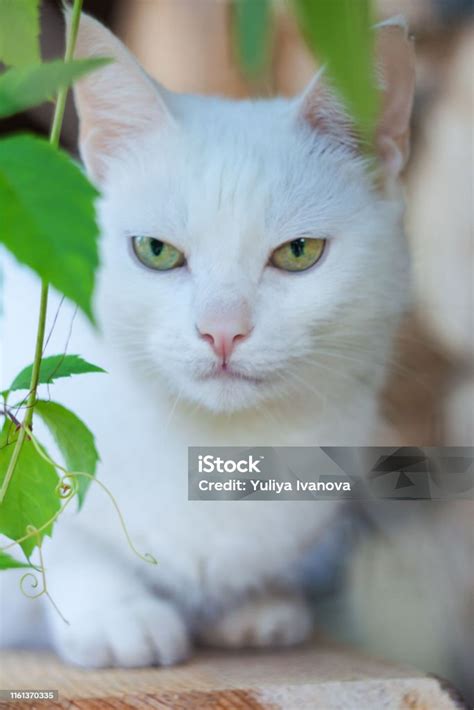 Portrait Of White Cat Stock Photo Download Image Now Animal Animal