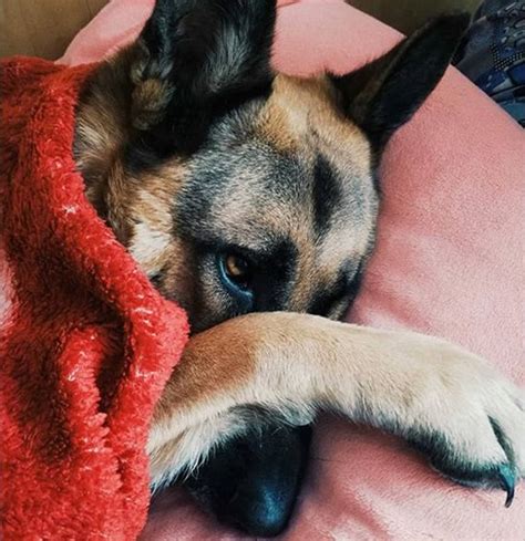 14 Funny German Shepherd Pictures That Will Make You Smile