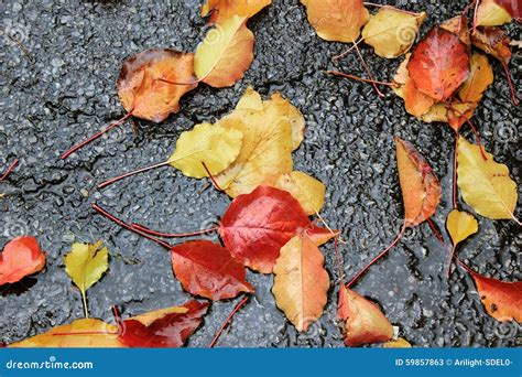 Wet Autumn Leaves On Sidewalk Stock Image Image Of Happiness Orange