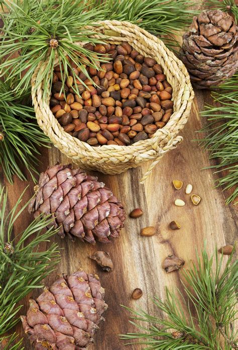 Pine Nut Harvesting When And How To Harvest Pine Nuts Edible Wild