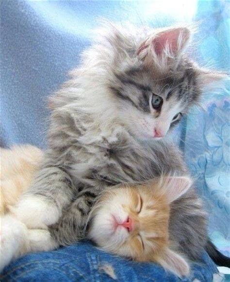 Bestie Hug ️ Beautiful Kittens Cute Cats And Kittens Pretty Cats