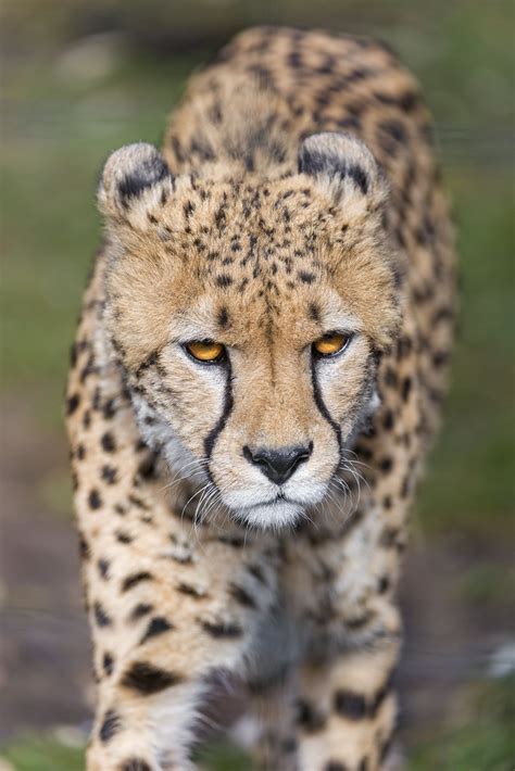Cheetah Approaching Portrait Of The Male Cheetah Coming To Tambako