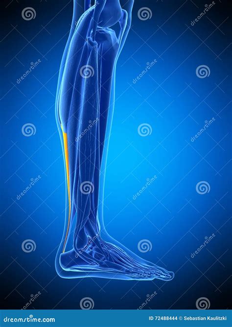 Achilles Tendon Injury Types As Leg Or Ankle Trauma Examples Outline