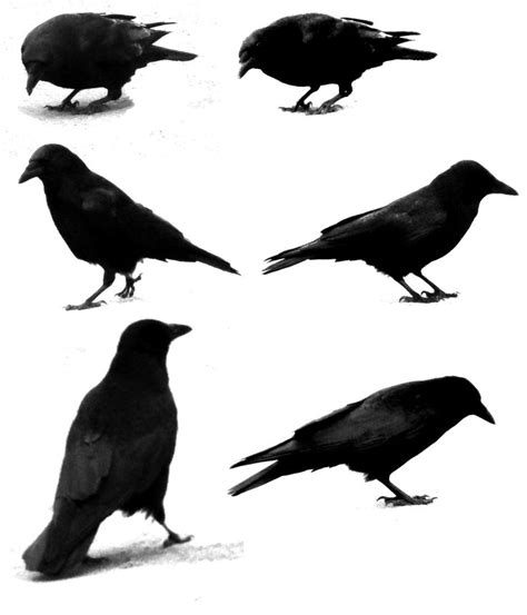 6 Ravens Png Stock By Selunia On Deviantart