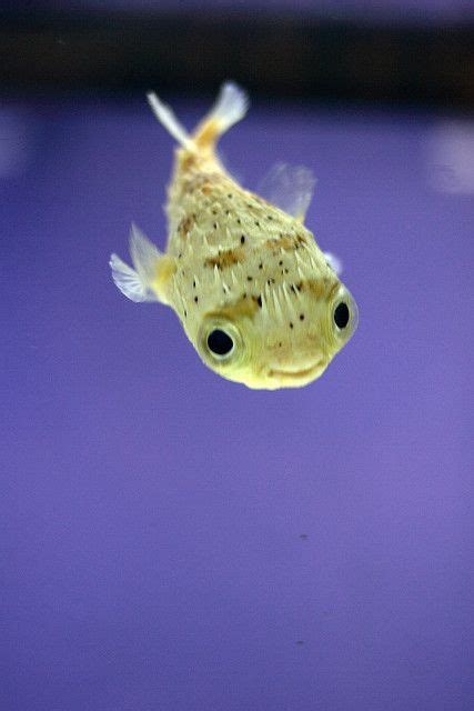Adorable Baby Pufferfish Cute Fish Beautiful Sea Creatures Sea Animals
