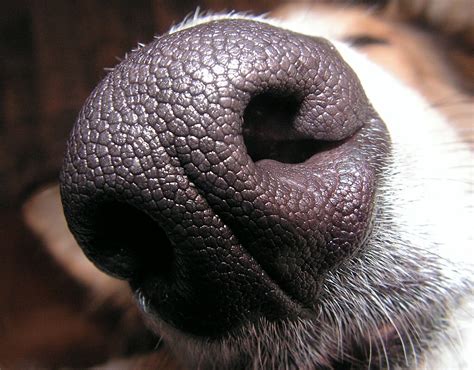 Filedogs Nose