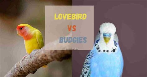 Lovebirds Vs Budgies The Difference