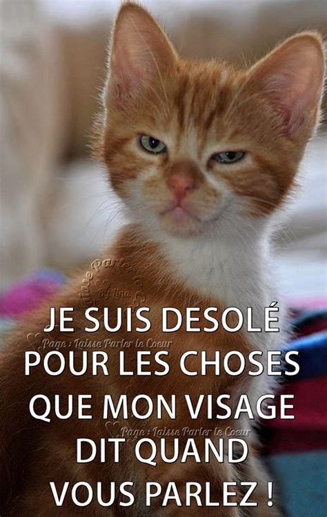 Épinglé Par Nadine Vekens Sur Humour Blague Animaux Blague Chat Humour