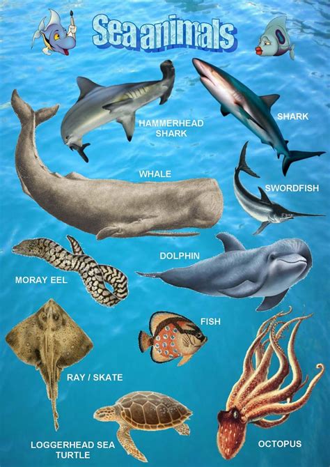 Sea Animals Poster 1 Sea Animals Animals Animal