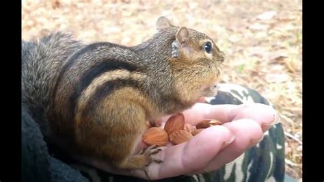 Babe The Chipmunk Loves To Eat Almonds Shorts Youtube