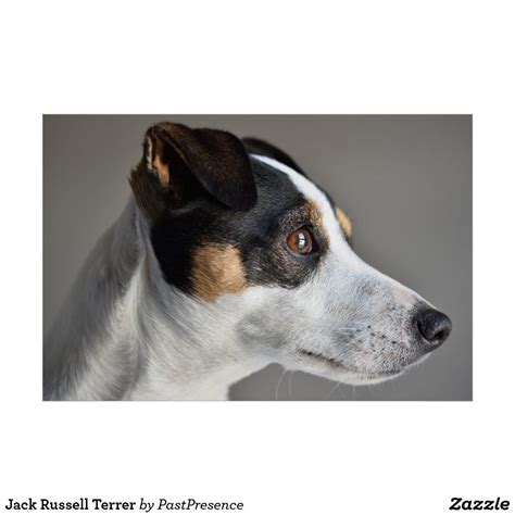 Jack Russell Terrer Poster In 2020 Jack Russell Poster
