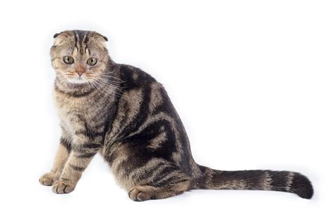 The Top 10 Smartest Cat Breeds Cattime
