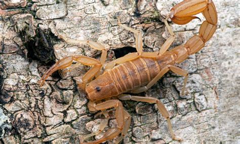 Discover The Common House Bug That Looks Like A Scorpion A Z Animals