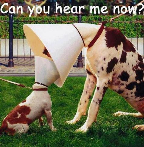 Can You Hear Me Now Funny Animals Funny Animal Pictures Funny Dogs