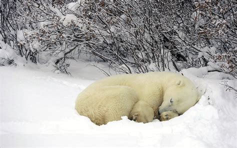 Polar Bear Sleeping In The Snow Hd Wallpaper Background