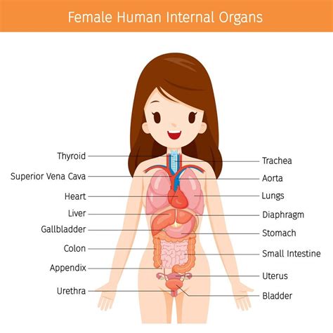 Diagram Of Womans Anatomy