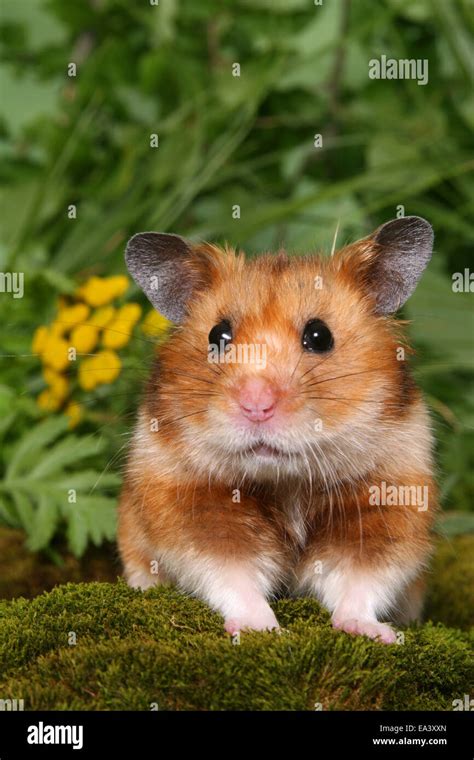 Golden Hamster With Flower Hi Res Stock Photography And Images Alamy