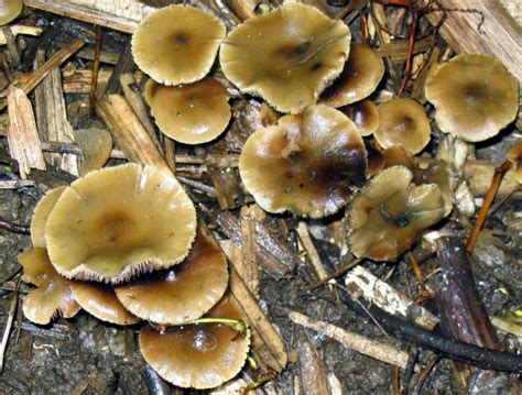 The Description Of Psilocybe Ovoideocystidiata Mushroom