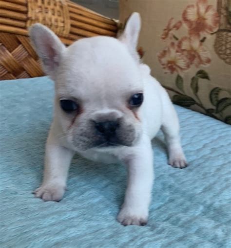 Generally a french bulldog is about 11 to 12 inches tall. Cream Male French Bulldog: Vaughn-SOLD - The French Bulldog