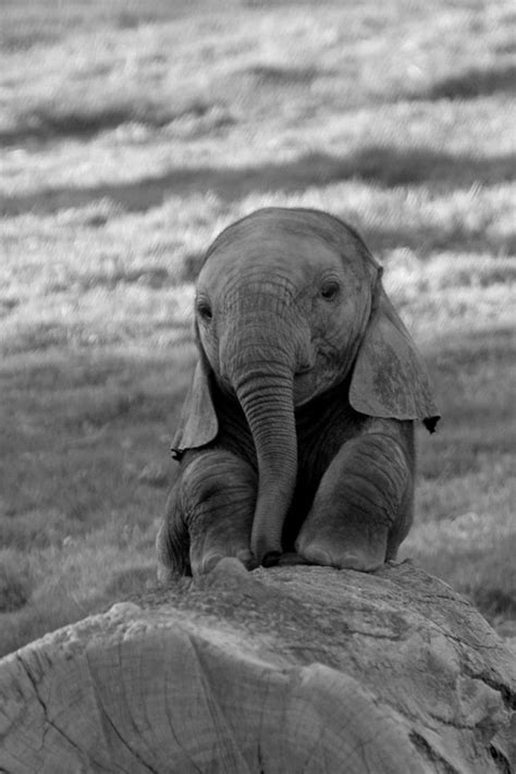 Más De 25 Ideas Increíbles Sobre Little Elephant En Pinterest Bebé