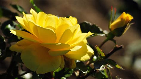 Beautiful Yellow Rose Blossom Wallpapers And Images