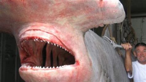 Giant Hammerhead Shark Biggest Ever Caught North Coast Nsw