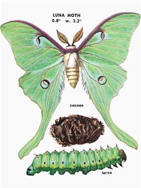 Moth Life Cycle Artofit