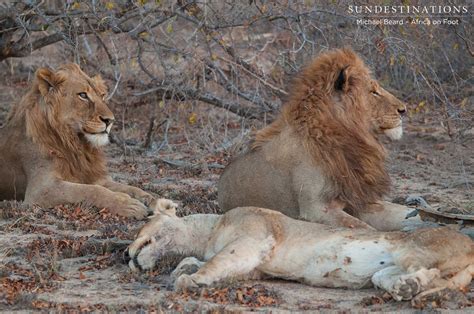 Rare Photos of Both Mapoza Male Lions