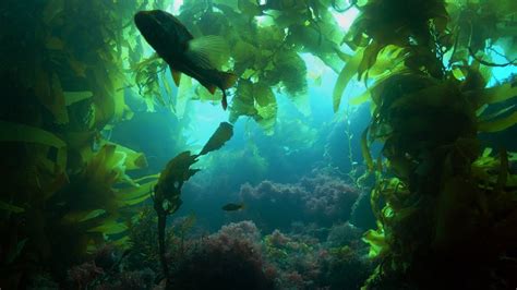 Explore The Underwater Corridors Of Kelp Forests Oceana Youtube