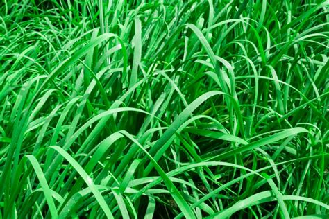 Tall Fescue Grass Care And Growing Guide