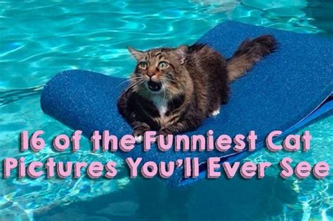 literally just 16 of the funniest cat pictures we ve ever seen cuteness