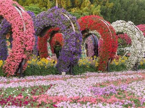 Dubai Miracle Garden Un Jardín De Flores En Medio Del Desierto