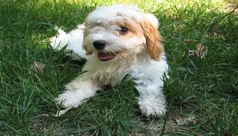 Cavapoo Dog Breed Personality Traits Facts And More