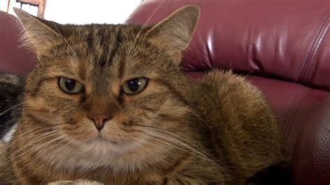 Grumpy Cat Youtube