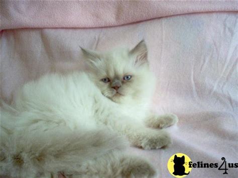 Himalayan Kitten For Sale Lilac Point Himalayan Kitten Available 4 Yrs