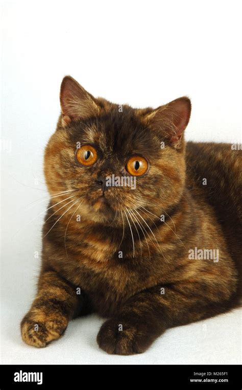 Chocolate British Shorthair Breeder Tabitomo