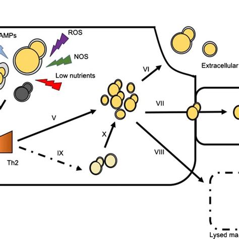 Infection Intracellular Lifestyle And Dissemination Of Cryptococcus Download Scientific