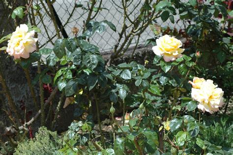 Agriturismo au jardin fleuri is located at frazione bourg 7, 5.1 miles from the center of ayas. Jardin Fleuri Lyon 5 Génial Bed And Breakfast Le Jardin De ...