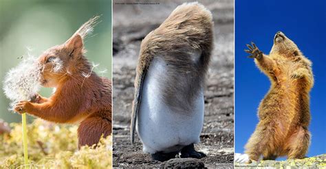The Comedy Wildlife Photo Awards Finalists Are Here And Theyre