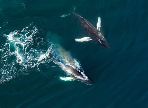 How Do Whales Sleep Underwater Worldwide Nature